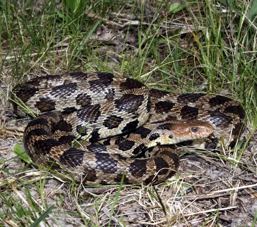  Water Snakes in Ohio