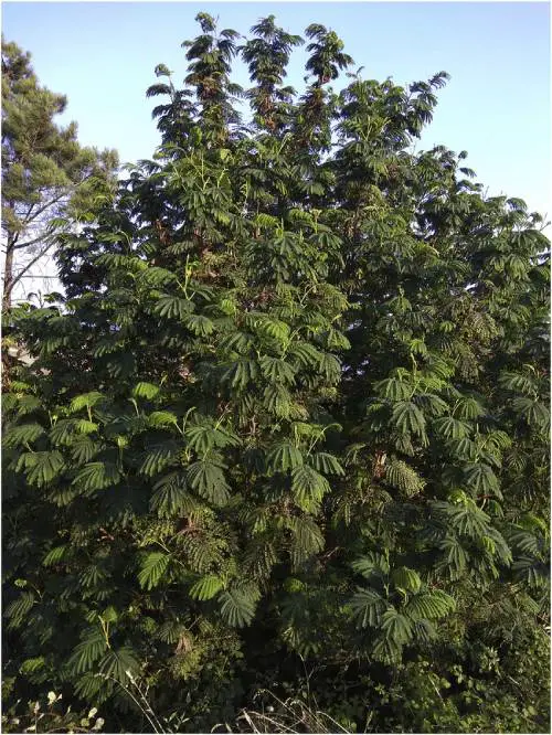 Trees that Look Like a Fern 18