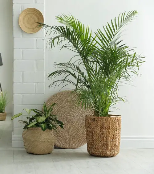 Best and Worst Child-Friendly Plants 7
