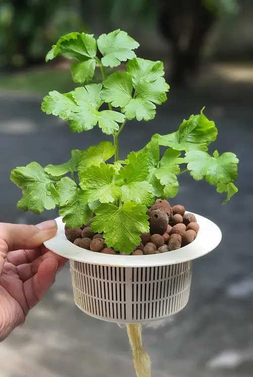 Herbs that Perfect for Kratky Method