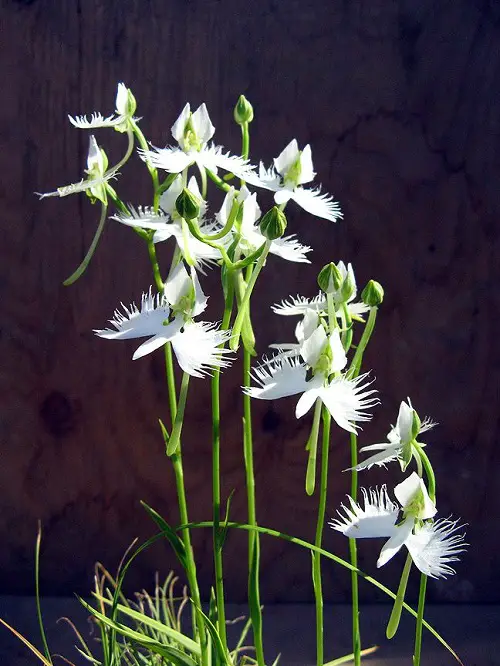 Orchids that Look Like white egret