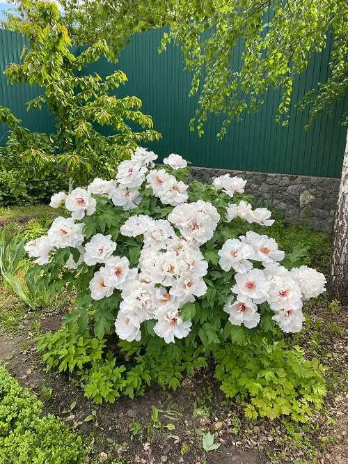 Flowers That Look Like Hydrangeas 65