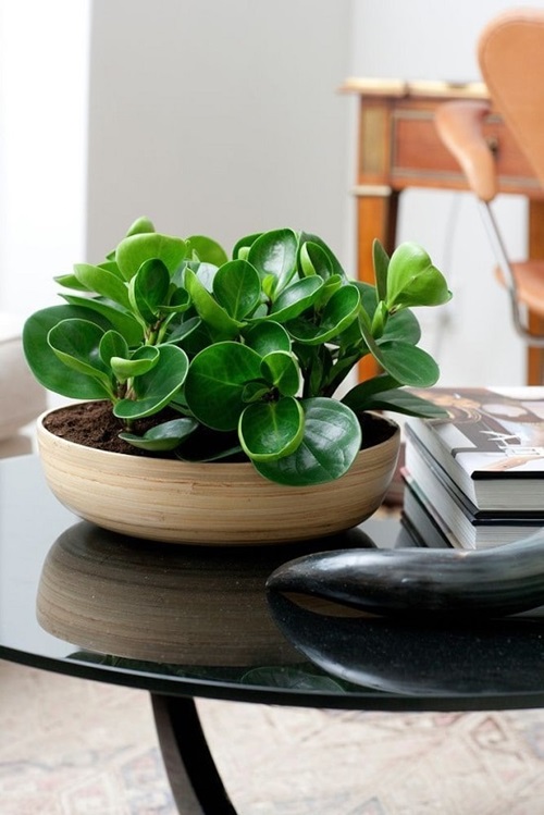 best Plants in a Windows-Free Office