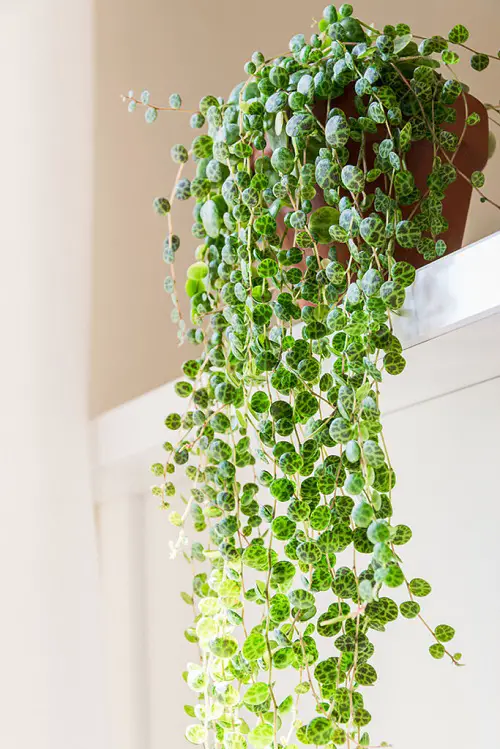 best Plants Similar to String of Pearls 4