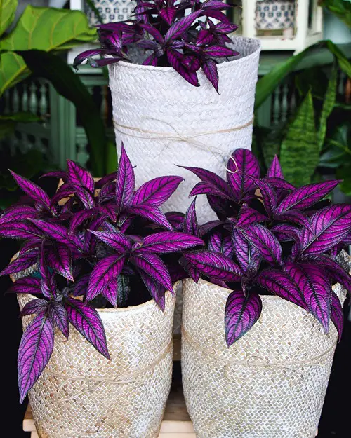 best Purple Trailing Plants 4