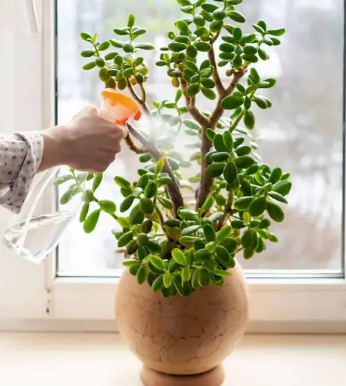 Jade Plant Leaves Falling Off Nutrient Deficiency