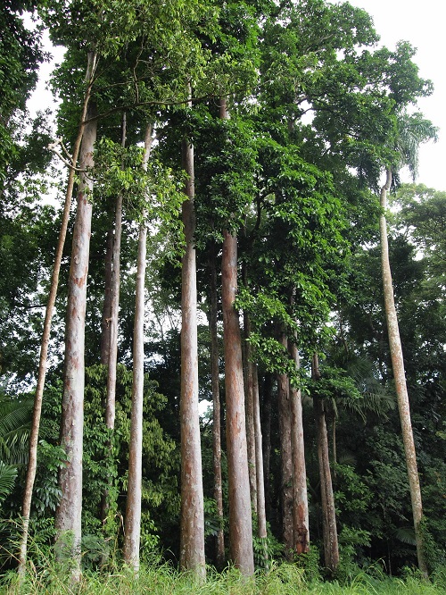 Gorgeous Trees with the Letter T for yard