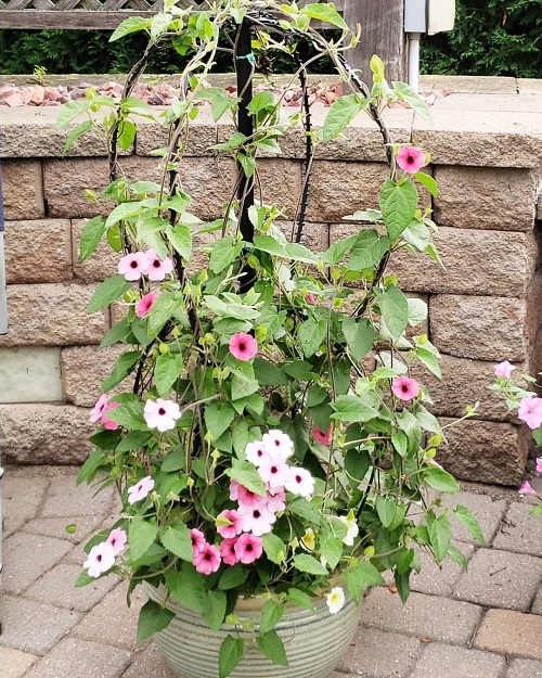 lovely Stunning Vines with Pink Trumpet Flowers