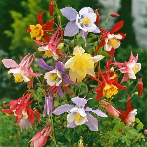 best Flowers that Grow from Petals
