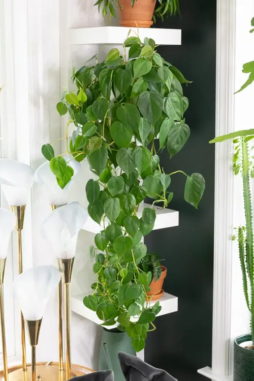 Nail Clipper Hacks for Successful Germination and Bushier Plants