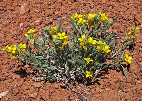 Yellow Wildflowers 35