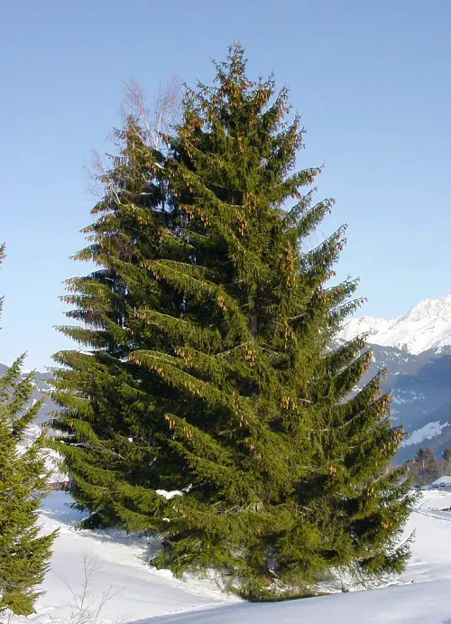 Trees With An S in the Beginning