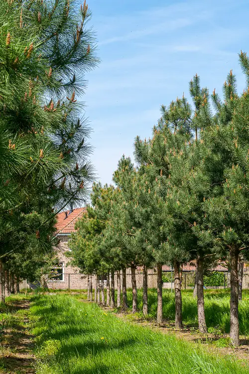 Trees With An S in the Beginning