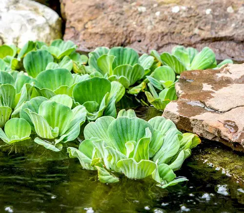 The Most Similar Plants to Mullein