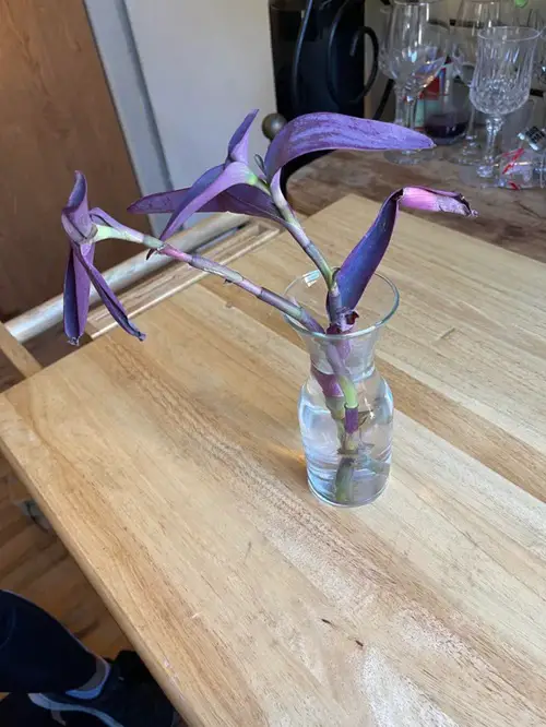 Rooting in Water