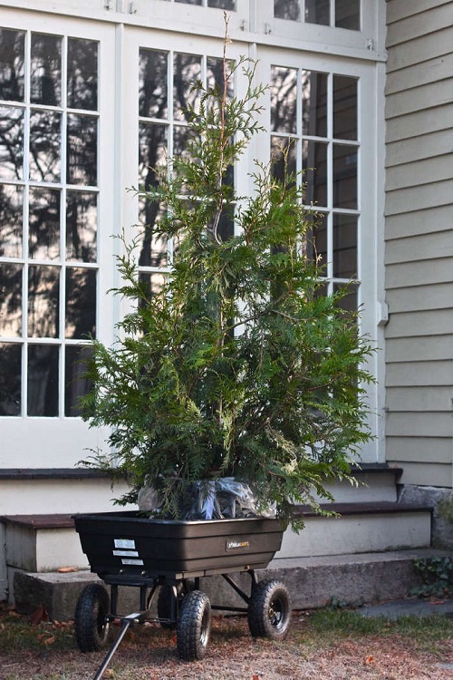 Things to Do With Holiday Plants your tree in the garden