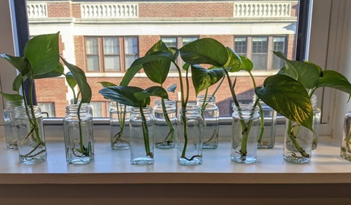 best Plants in Mini Glass Bottles