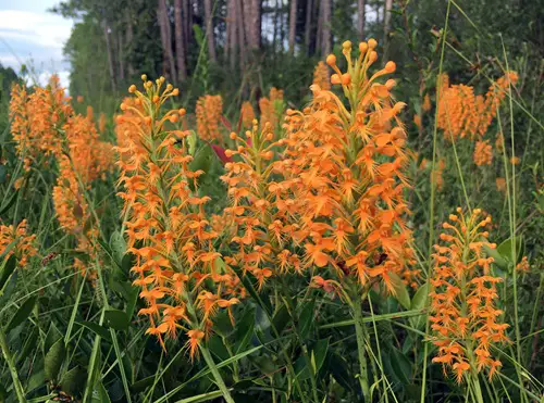 Top Orange Wildflowers for Your garden