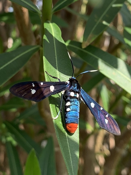 Blue Moths You Could See