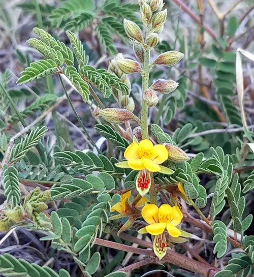 lovely Yellow Wildflower Types