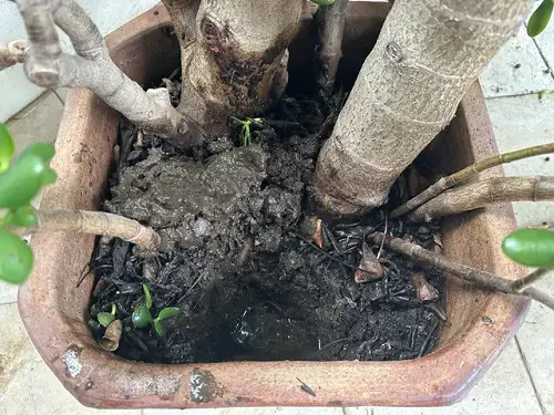 Jade Plant Leaves Falling Off due to Overwatering