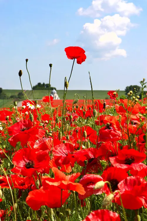 Flowers That Look Like Poppies