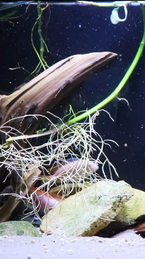 Pothos Roots in a Fish Tank in Aquarium 7