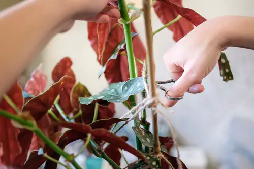 Propagating Begonias Using Stem Cuttings