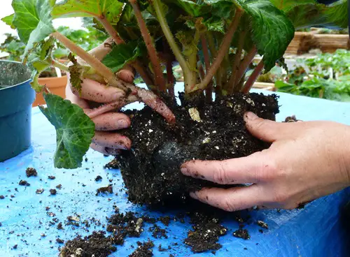 Propagation by Division