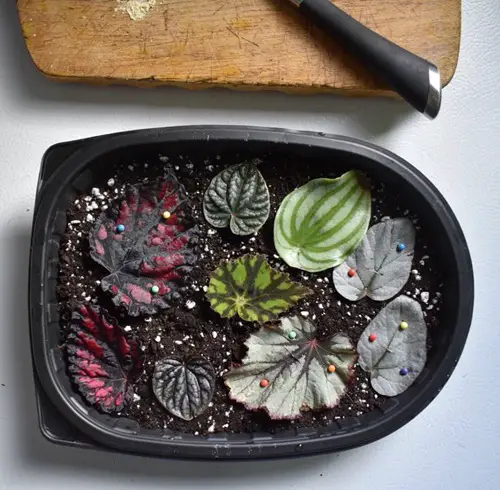 Propagation by Leaf Cutting