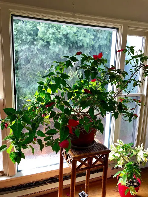 Adjust the Light of poinsettias