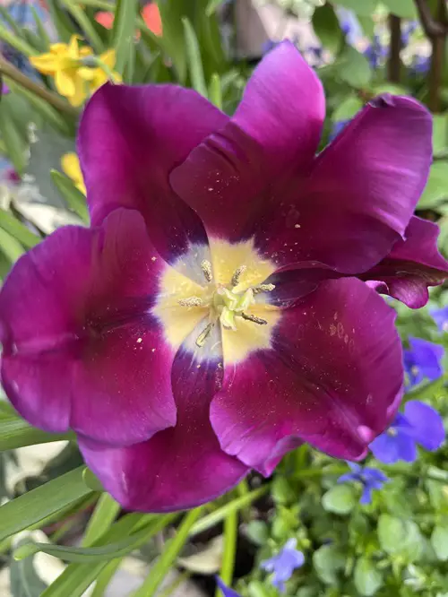 Purple Flowers With Yellow Center 7