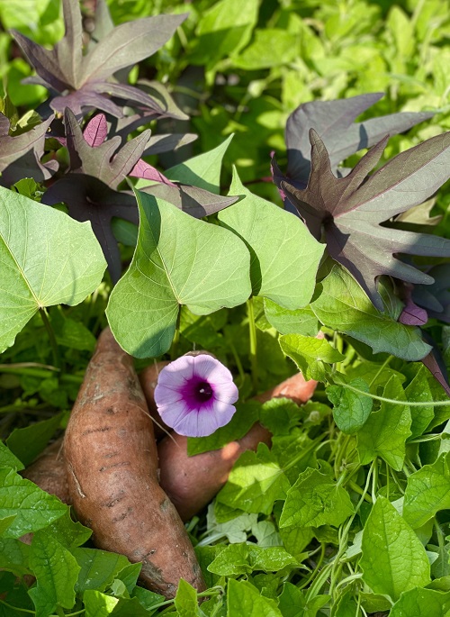 Sweet Potato With Purple Flowers 6