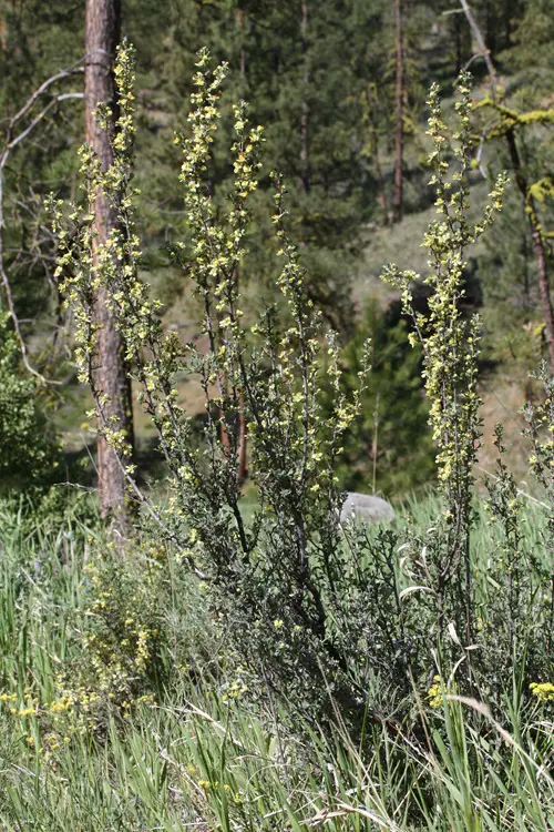 Yellow colour Wildflowers 11