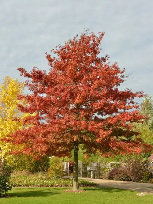 Trees With An S in the Starting