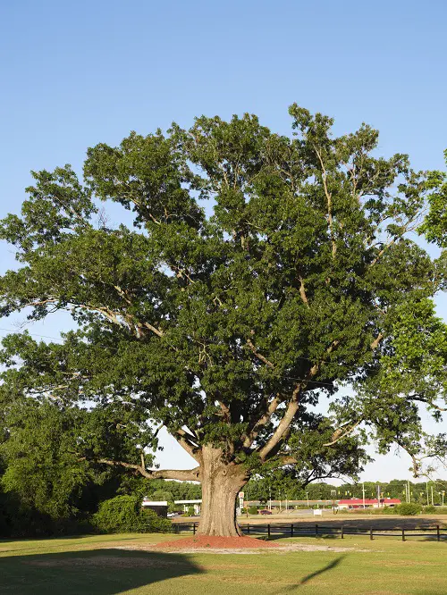 best Trees With An S in the start
