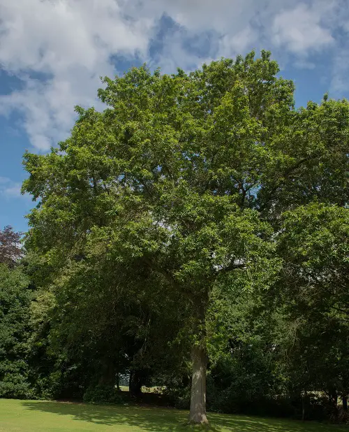 Trees With An S in the Starting