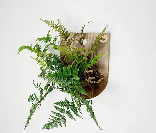 best The Greatest Ferns to Hang on the Wall