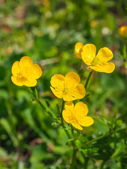 Yellow Flowers With Five Petals 1