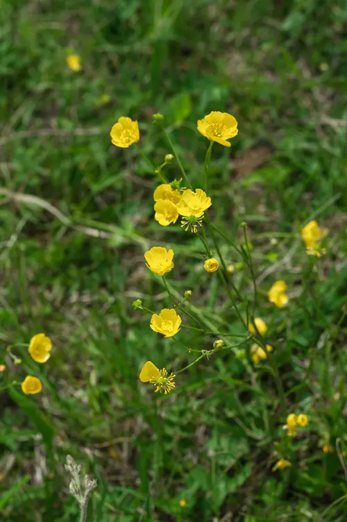 Yellow Wildflowers 9