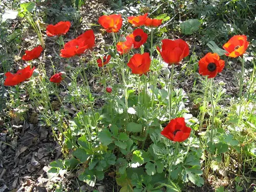 Flowers That Look Like Poppies 2 in garden