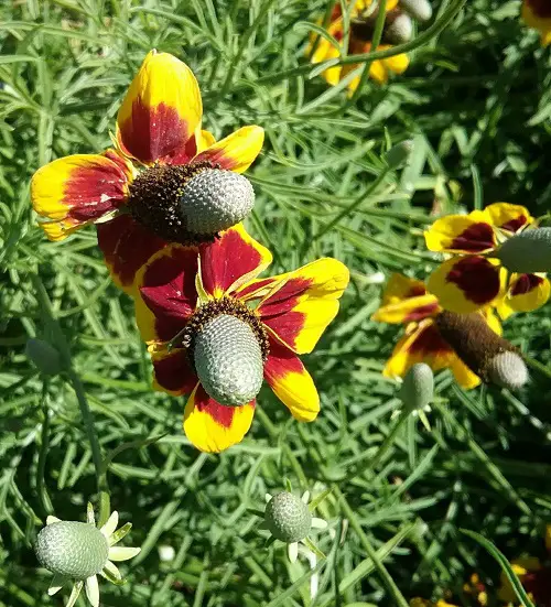 Orange Wildflowers 