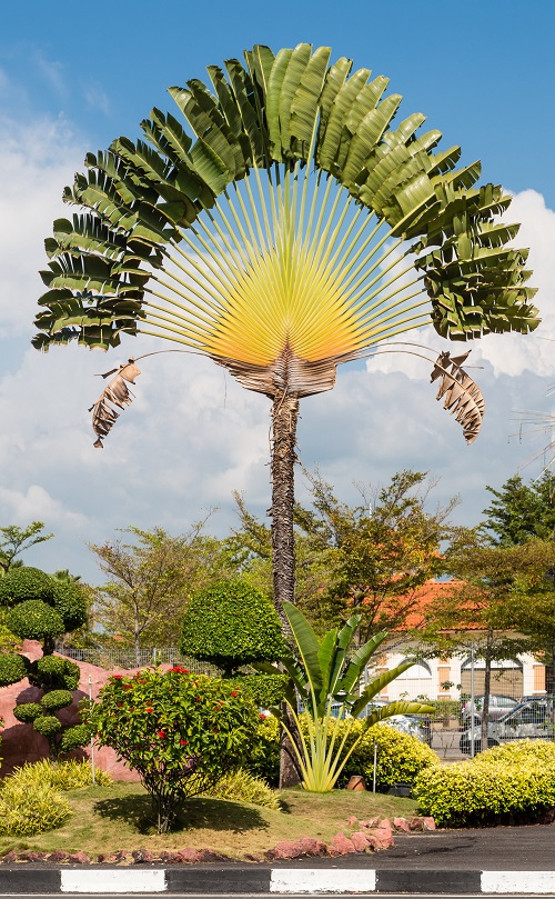 lovely Trees that Start With T