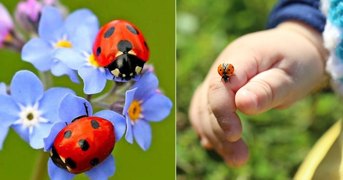 7 Reasons Why Ladybugs Are Good Luck | Balcony Garden Web