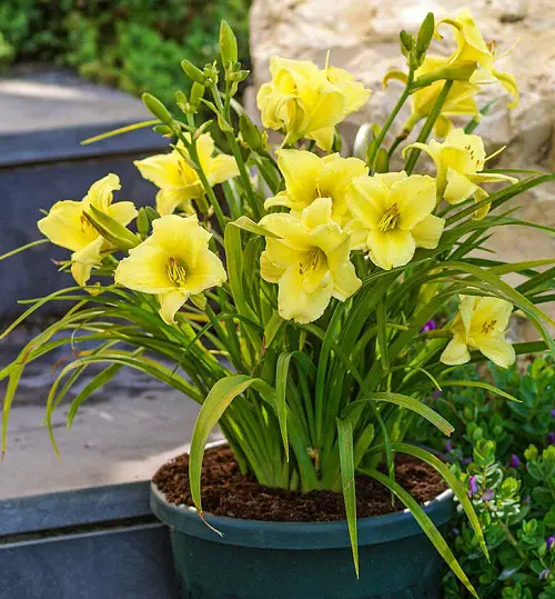 Plants That Look Like Tulip Leaves in pot