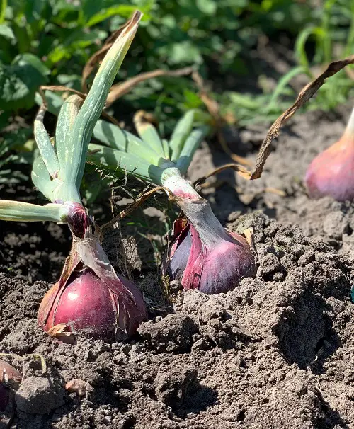 Best Red Root Vegetables 2