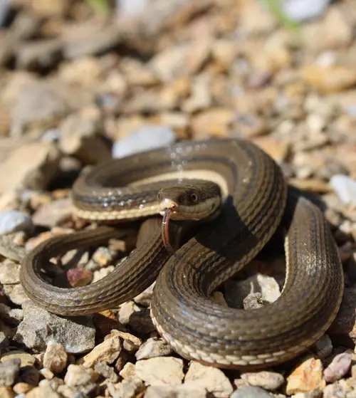  Most Common Water Snakes in Ohio