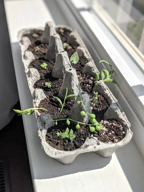 Repurposed Egg Carton Propagation Idea