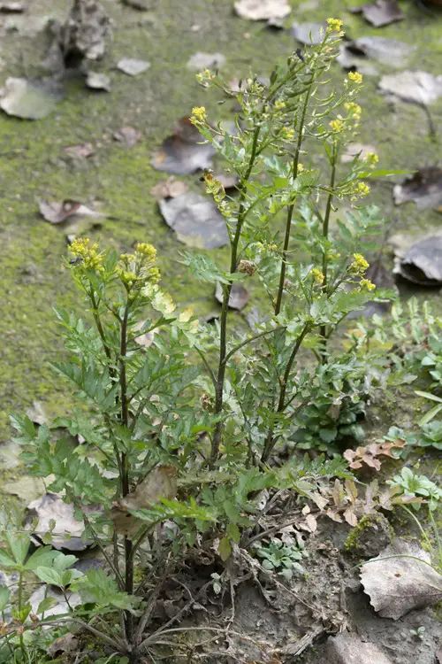 Yellow Wildflowers 25