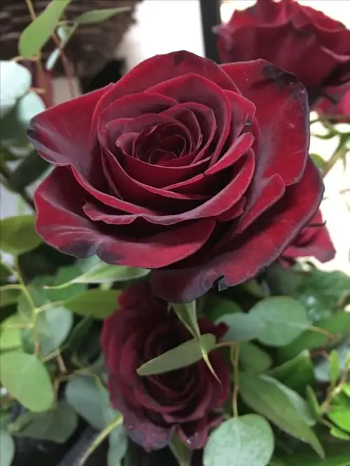 Burgundy Flowers 